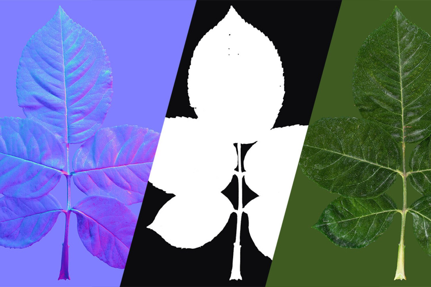 Create Realistic Texture Maps of Rose Flower with Photometric Scan