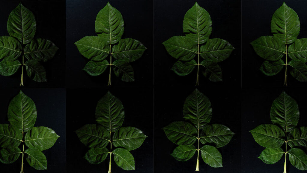 polarized photography to have a PBR texture map