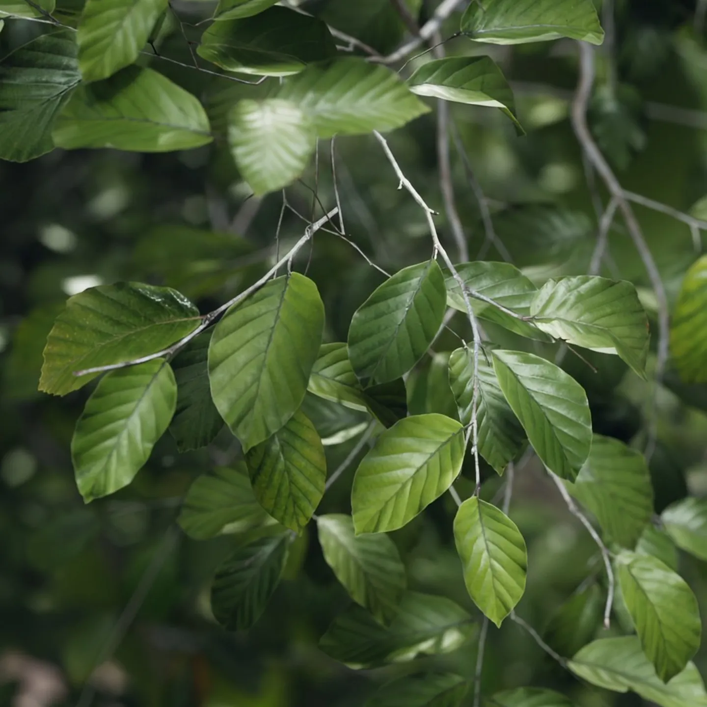 3d trees animated speed tree