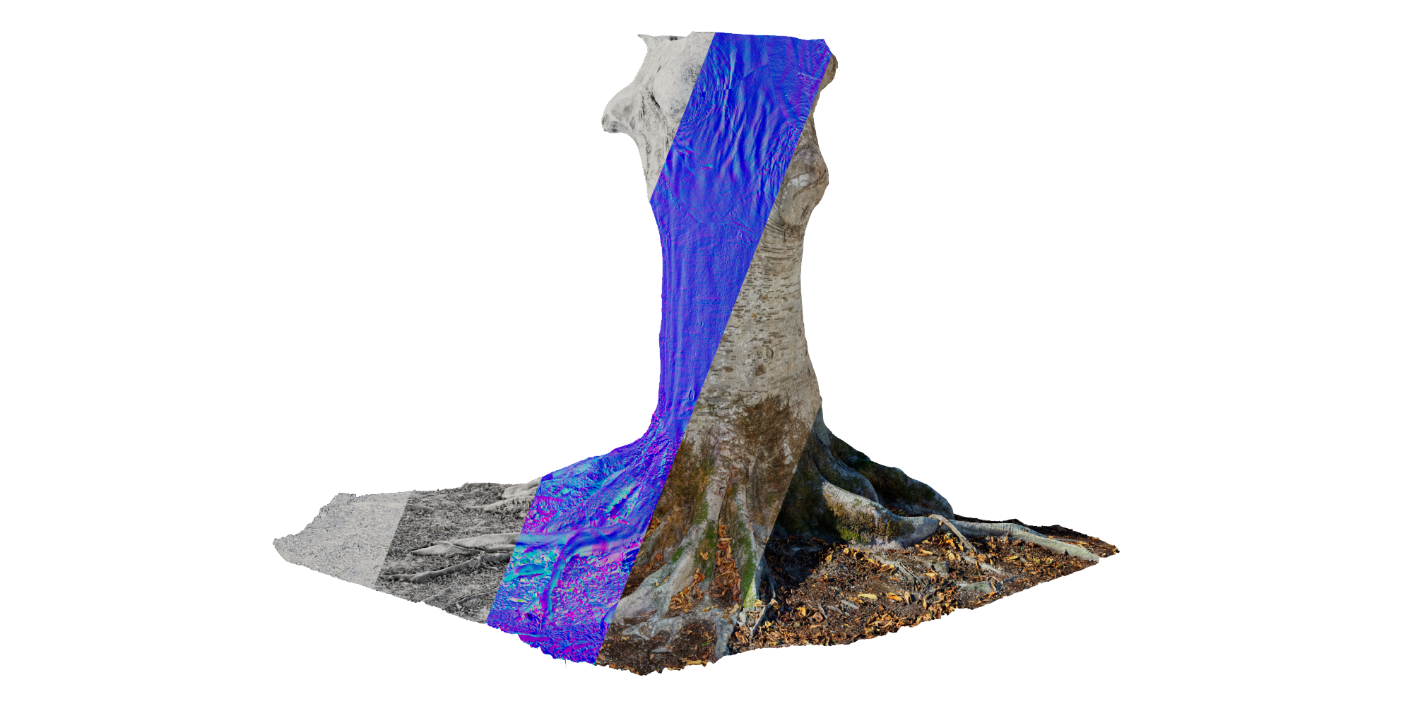 3D Scanned Tree Trunk Model